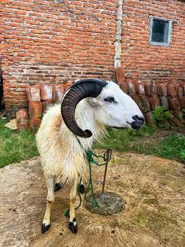 Sheep are Playing in Circles Stock Photos