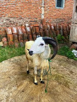 Sheep are Playing in Circles 库存照片