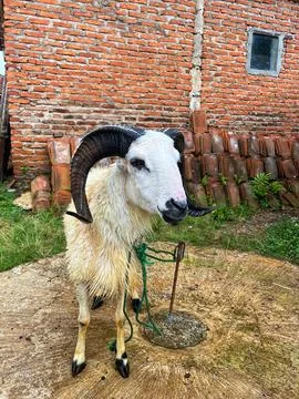 Sheep are Playing in Circles 库存照片