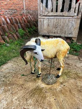 Sheep are Playing in Circles 库存照片