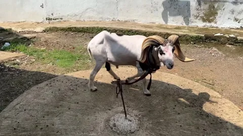 Sheep are Playing Stock Footage 312218753