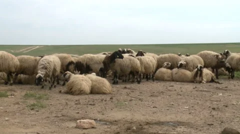 Sheep are Relaxing Stock Footage 46045704