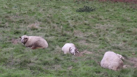 Sheep are resting in the pasture. Stock Footage 152845832