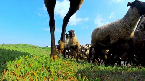 Sheep are running. Stock Footage 124007319