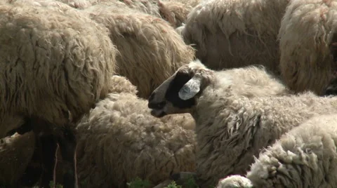 Sheep are Together Stock Footage 46056675
