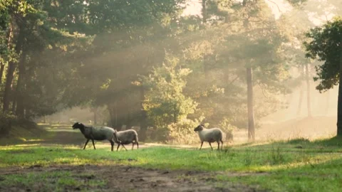 Sheep are walking on a dirt path through a misty forest Stock Footage 293082655