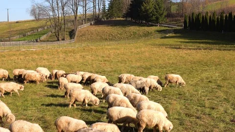 Sheep are walking in the pasture and eating green grass. Stock Footage 111257007
