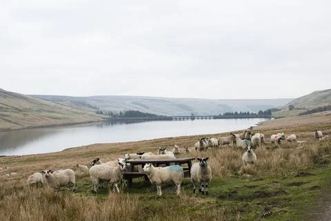Sheep around a picnic table Stock Photos