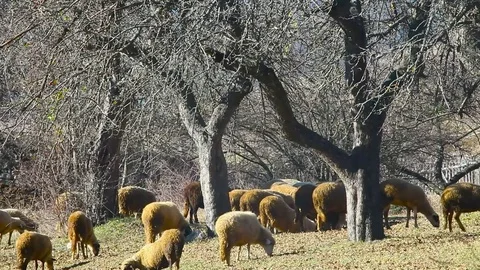 Sheep in autumn forest Video stock 81694948