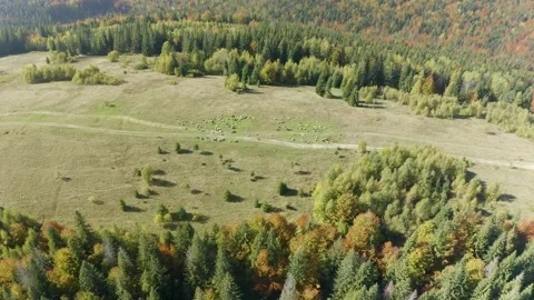 Sheep in the autumn forest Stock Footage 170765244