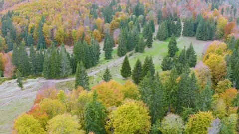 Sheep in the autumn forest Stock Footage 170765506