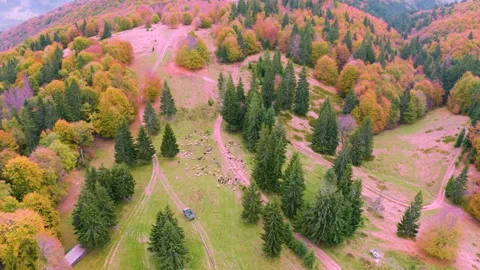 Sheep in the autumn forest Stock Footage 170766127