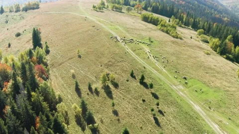 Sheep in the autumn forest Stock Footage 170766160