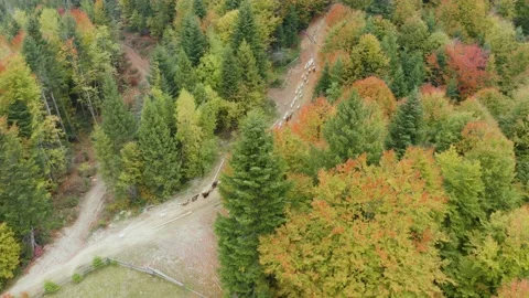 Sheep in the autumn forest Stock Footage 170766555