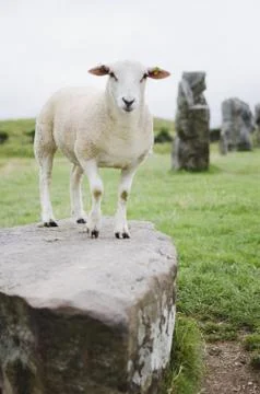 Sheep at avebury Stock Photos