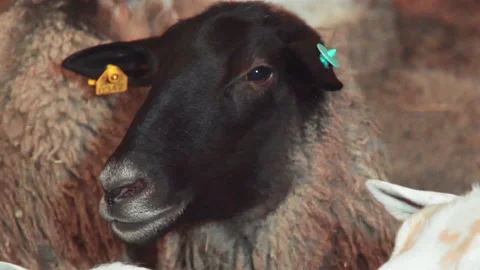 Sheep in the aviary close-up Video stock 168955576