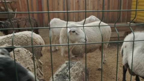 Sheep in an aviary Stock Footage 160343948