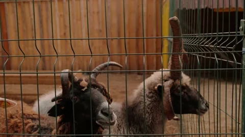 Sheep in an aviary Stock-Footage 160344274