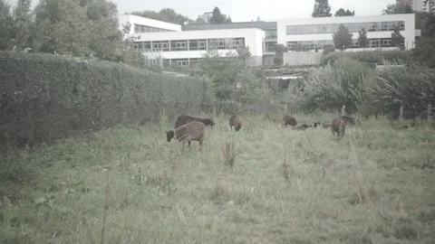 Sheep, B Roll, Animals, Nature Stock Footage 143841968