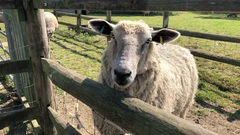 SHEEP BAAS Vídeo Stock 135020027