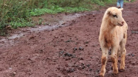 Sheep babies in Cuba Stock-Footage 63413629