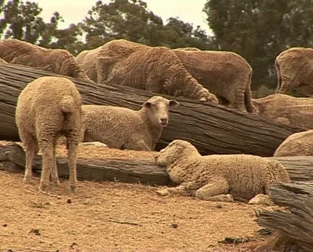 Sheep in the baking sun in Australia Stock Footage 21468282
