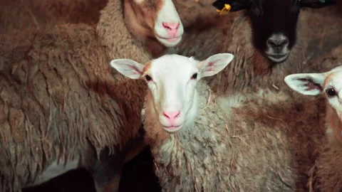 Sheep in a barn farm Video stock 168951509