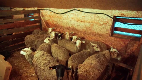Sheep in a barn on a farm Stock-Footage 168997537