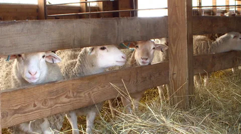 Sheep in a Barn Stock Footage 26564560