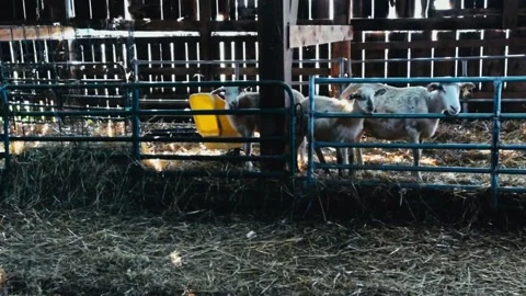 Sheep in barn Stock Footage 205313524
