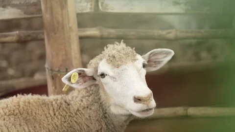 Sheep in the barn Stock Footage 263698172