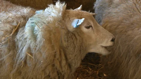 Sheep in barn part 1 Stock Footage 36431120
