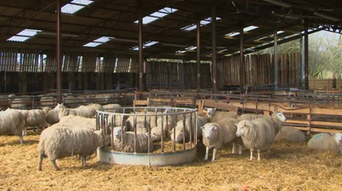 Sheep in barn part 2 Stock Footage 36433723