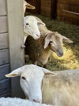Sheep in barn Stock Photos