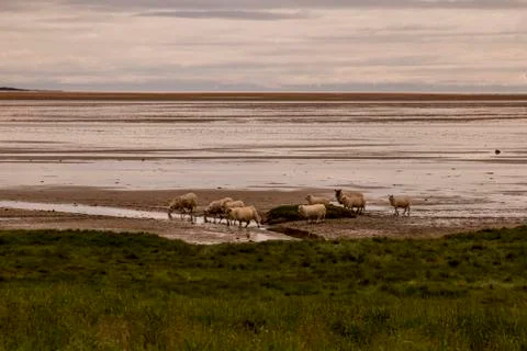 Sheep on the beach Stock Photos