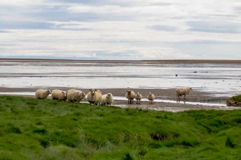 Sheep on the beach Stock Photos