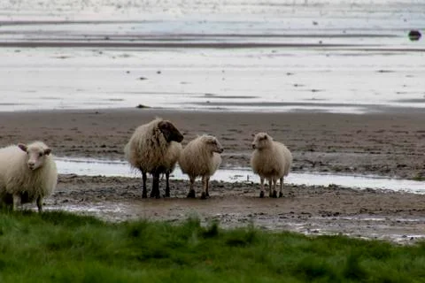Sheep on the beach Stock Photos