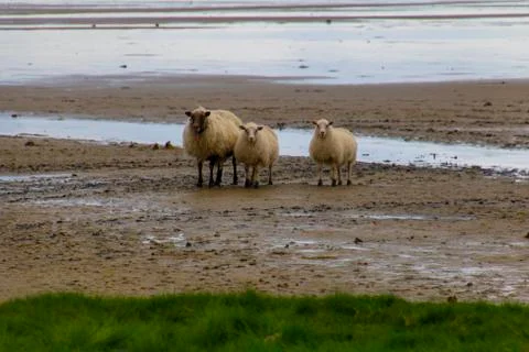 Sheep on the beach Stock Photos