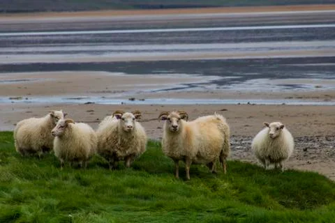 Sheep on the beach Stock Photos
