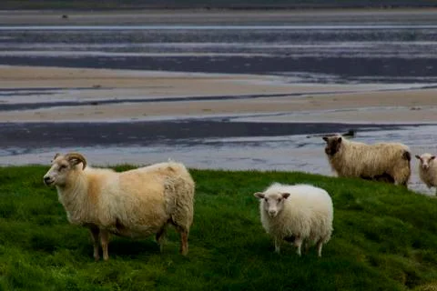 Sheep on the beach Stock Photos