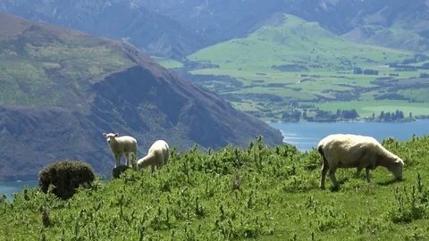 Sheep at beautiful Roys Peak, near lake Wanaka, New Zealand Stock Footage