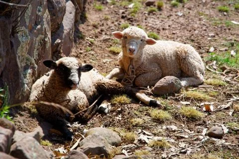 Sheep beeing curious Stock Photos