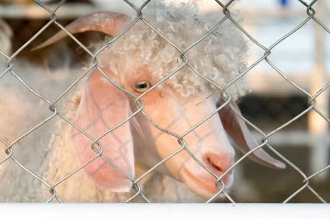 Sheep behind the cage Stock Photos