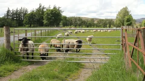 Sheep behind a gate Stock Footage 11236033