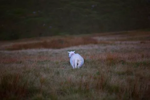 Sheep from behind  Stock Photos