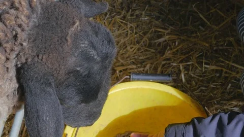 A sheep Being Fed by Hand Stock Footage 77880176