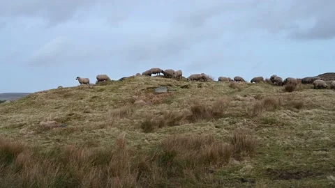 Sheep being fed on the moor during winter in the Peat District National Park. Stock Footage