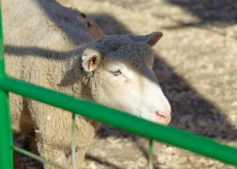 Sheep being hand fed in their pens at the farm fair exhibition Stock Photos