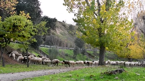 Sheep being herded as they pass through a public nature park Stock Footage 143099158