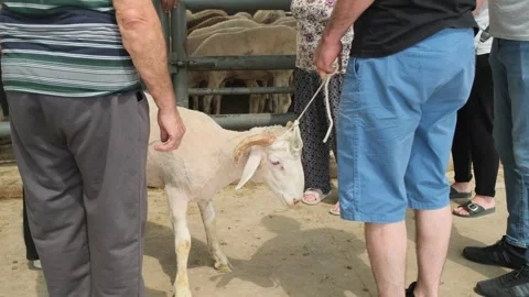 Sheep Being Transported from Eid al-Adha Market Stock Footage 310757854